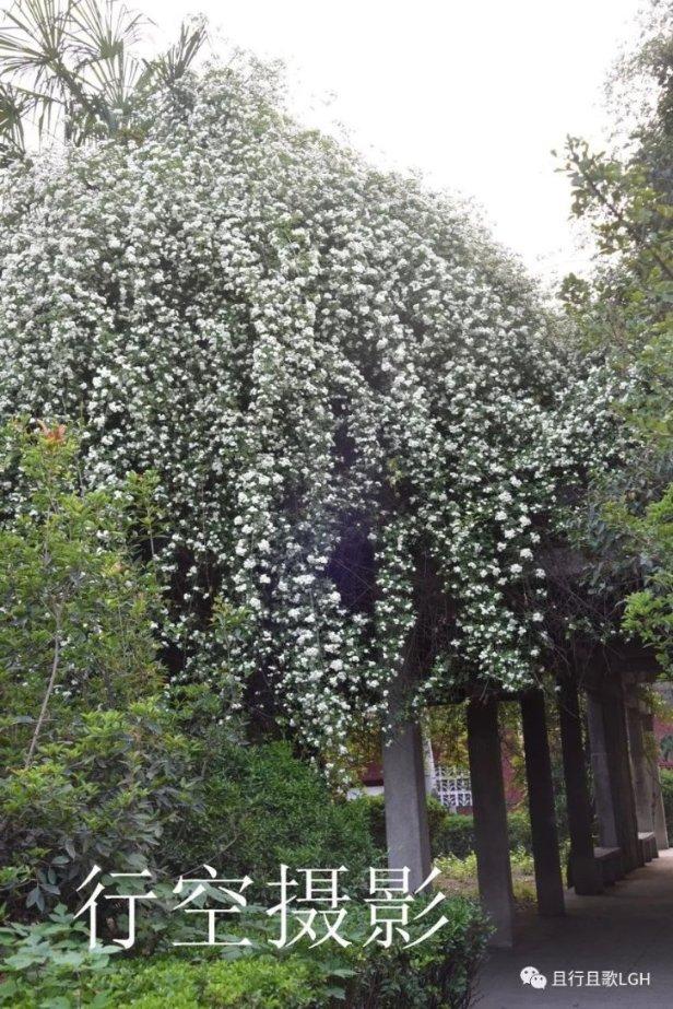 飞跃沙丘的小球